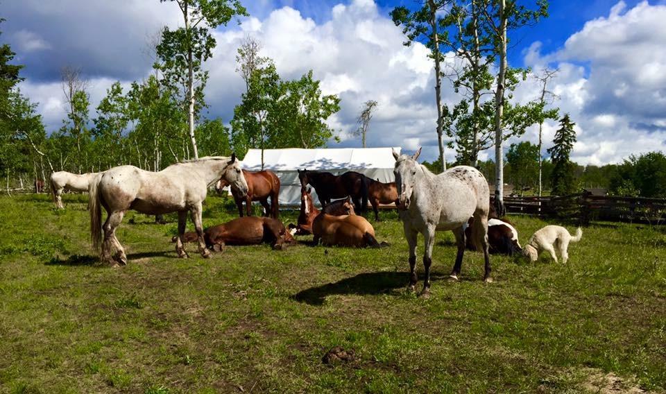 Flying U Ranch Hotel Seventy Mile House Esterno foto